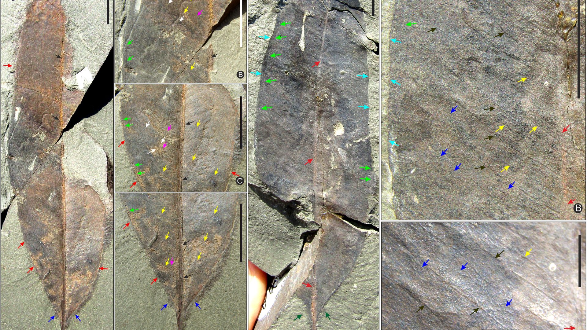 Palaeontologists dig up a 20-million-year-old fossil leaf in Himachal, pointing to a new species
